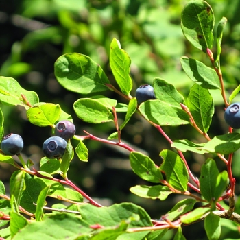 Vaccinium corymbosum x angustifolium 