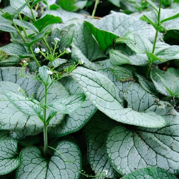 Brunnera macrophylla ''Sea Heart''