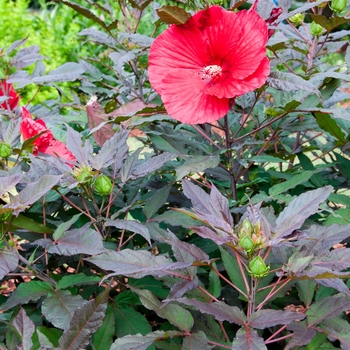 Hibiscus 'Midnight Marvel'