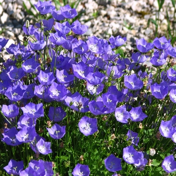 Campanula Carpathian 