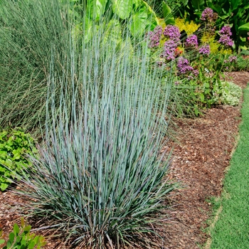 Schizachyrium scoparium ''Standing Ovation''