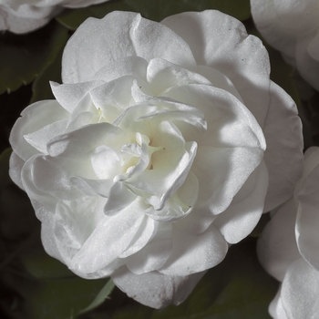 Impatiens walleriana (Double Impatiens)