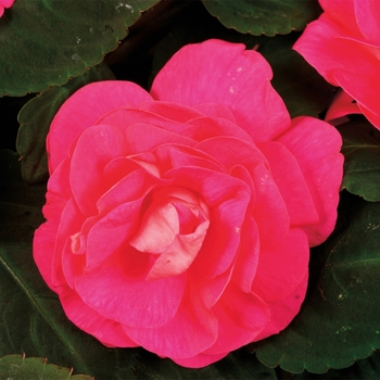 Impatiens walleriana (Double Impatiens)