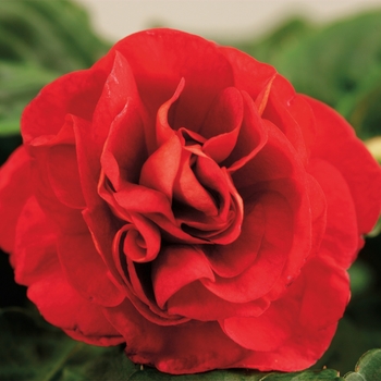 Impatiens walleriana (Double Impatiens)