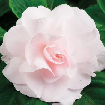 Impatiens walleriana (Double Impatiens)