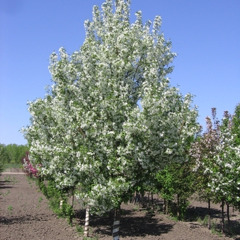Malus ‘JFS-KW207’ (Starlite®)