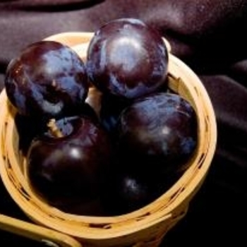 Prunus 'Lydecker'