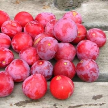 Prunus salicina 'Toka'