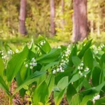 Convallaria majalis