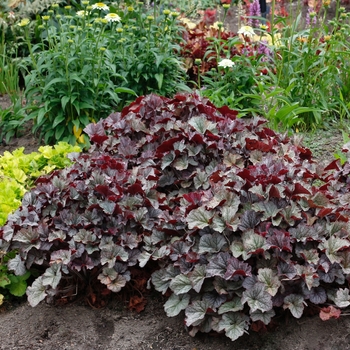 Heuchera 'Northern Exposure Silver'