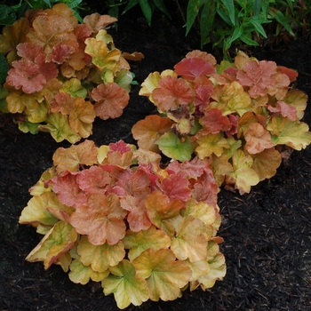 Heuchera 'Northern Exposure Amber'
