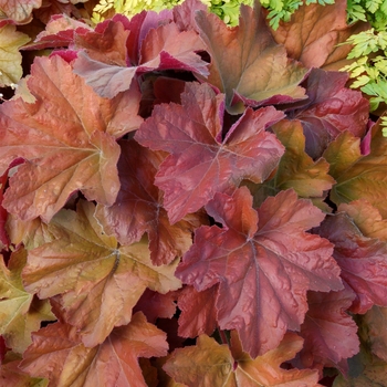 Heuchera Georgia Peach
