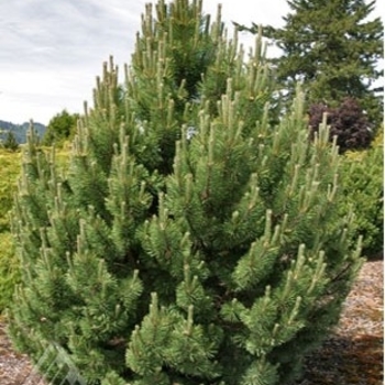 Pinus mugo ‘Tannenbaum’