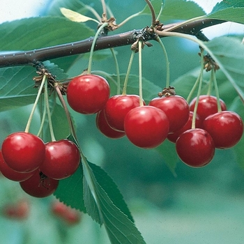 Prunus cerasus 'North Star'
