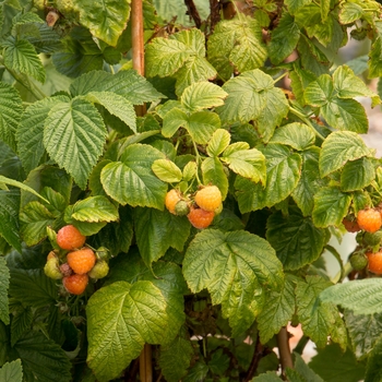 Rubus idaeus 'Fall Gold'