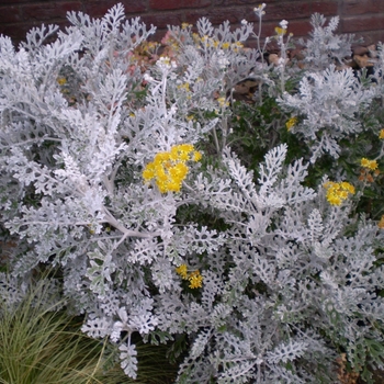 Jacobaea Martima 