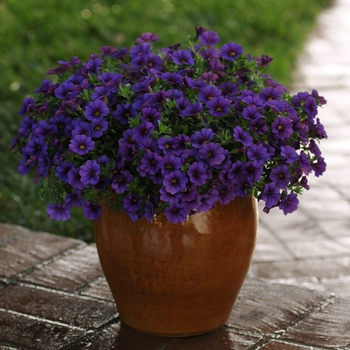 Calibrachoa (Trailing Petunia)