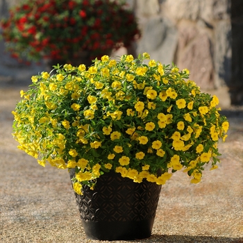 Calibrachoa (Trailing Petunia)