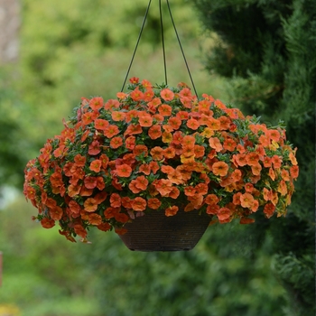 Calibrachoa (Mini Petunia)