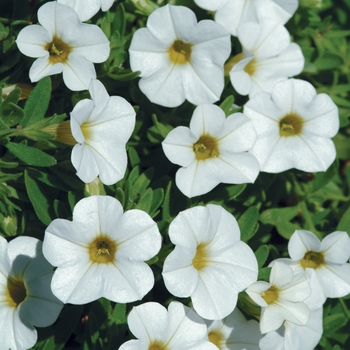 Calibrachoa (Mini Petunia)