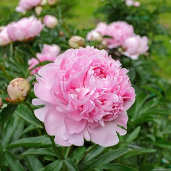 Paeon Lactiflora Sarah Bernhardt 