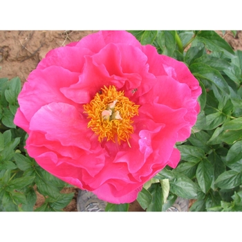 Paeon Lactiflora Paula Fay