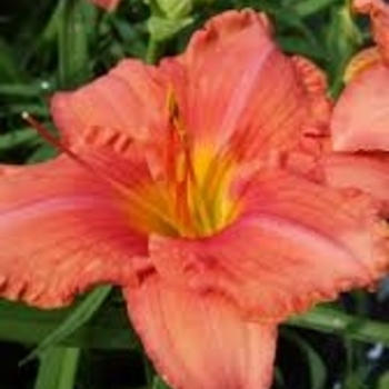 Hemerocallis South Seas