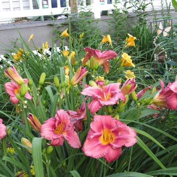 Hemerocallis Rosy Returns