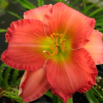 Hemerocallis Passionate Returns