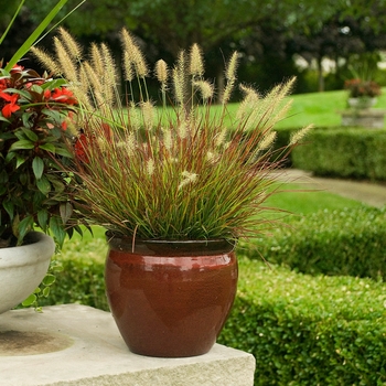 Pennisetum alopecuroides 'Burgundy Bunny'
