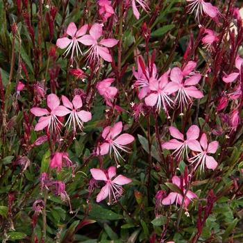 Gaura lindheimeri (Wand Flower)