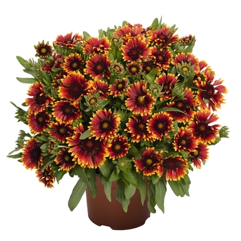 Gaillardia aristata 'Spintop Copper Sun'