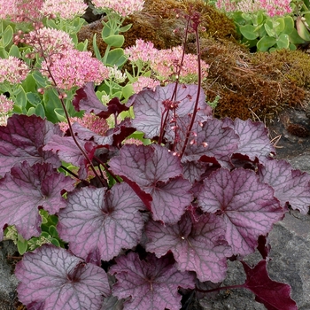 Heuchera 'Northern Exposure Purple