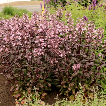Penstemon digitalis 'Dakota Burgundy'
