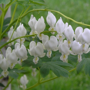 Dicentra spectabilis 'Alba White'