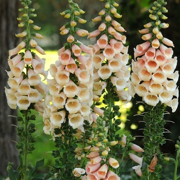 Digitalis 