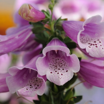 Digitalis purpurea (Foxglove)