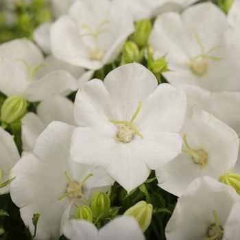 Campanula carpatica