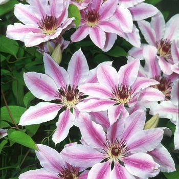 Clematis hybrid 