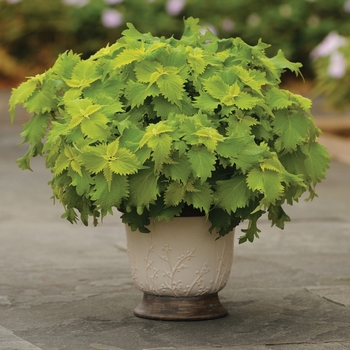 coleus 