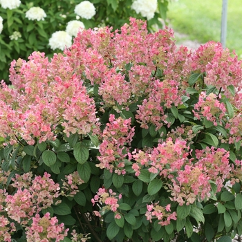 Hydrangea Little Quick Fire 