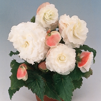 Begonia x tuberhybrida