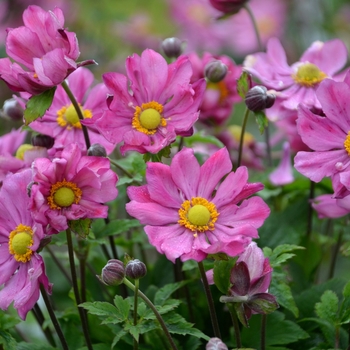 Anemone 