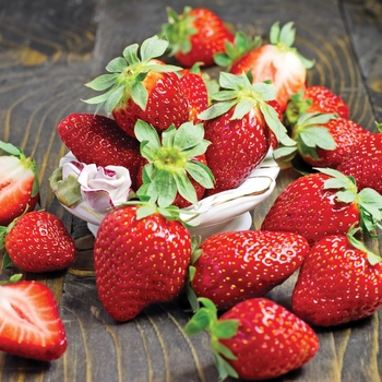 Fragaria × ananassa 'Fort Laramie'