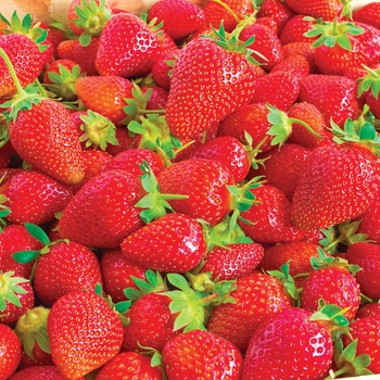 Fragaria × ananassa 'Ozark Beauty'