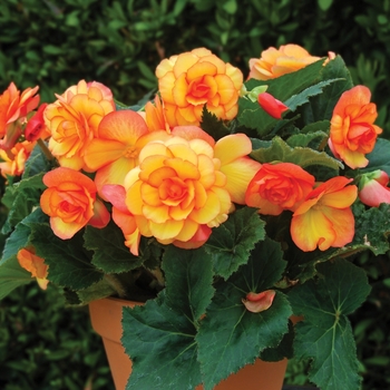 Begonia x tuberhybrida 'On Top Sun Glow'