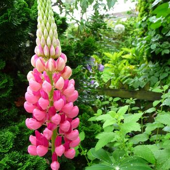 Lupinus polyphyllus 'Gallery Mini Pink'