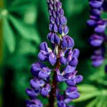 Lupine 'Mini Gallery Blue'