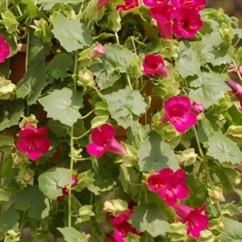 Lophospermum 'Compact Rose' (Lophospermum)