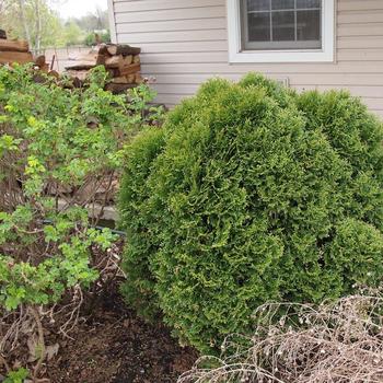 Thuja occidentalis 'Little Giant'